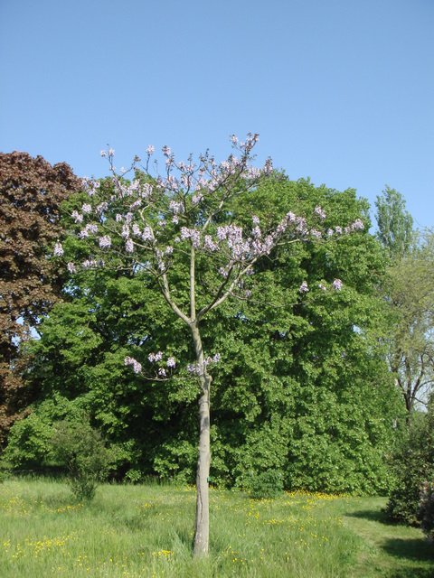 Paulownia tomentosa